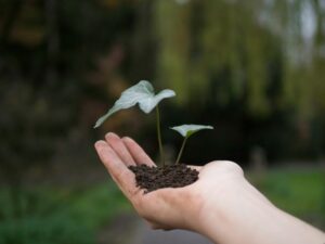 medio ambiente