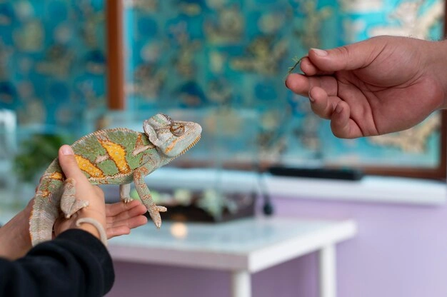 Curso en Derecho de los Animales