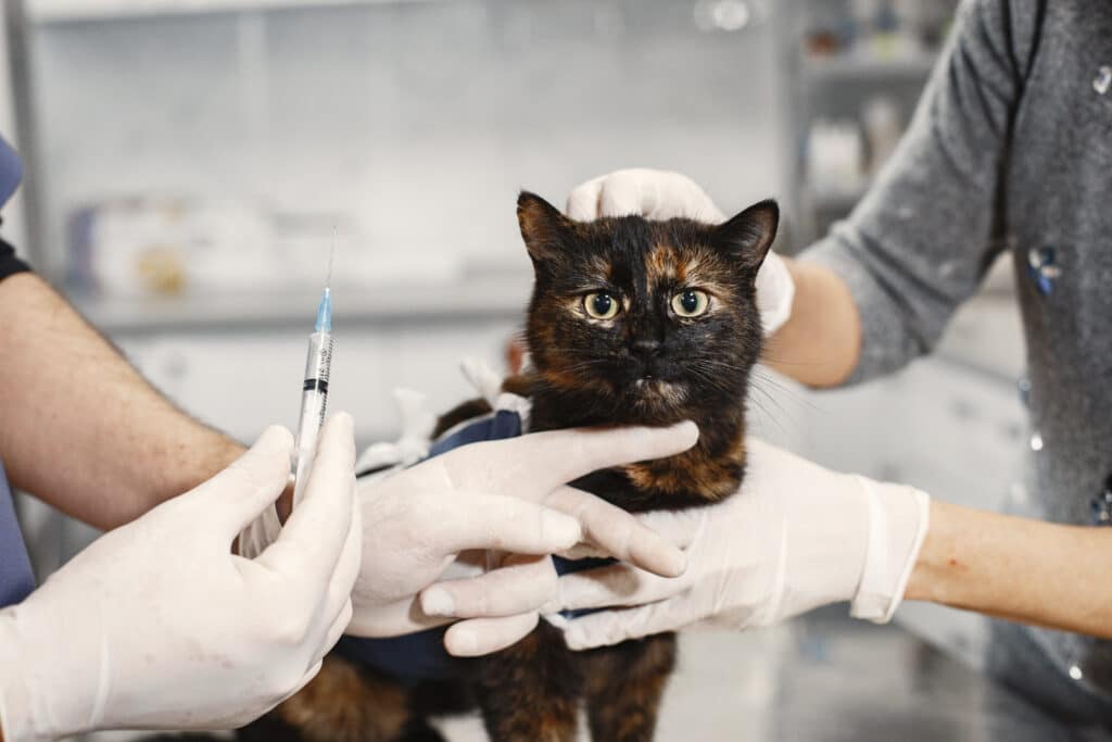 Máster en Cirugía de Tejidos Blandos y Anestesia en Veterinaria