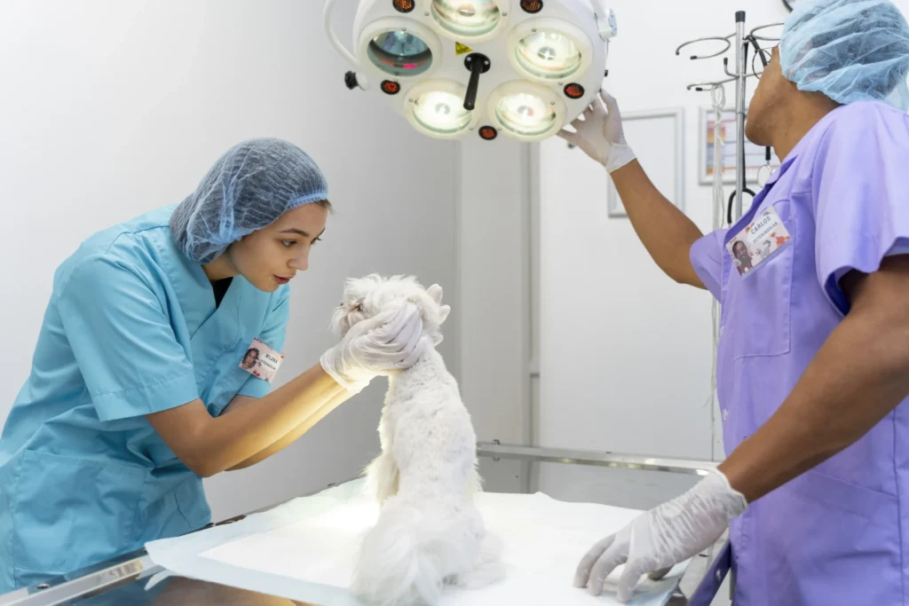Curso de Laparoscopia Básica en Pequeños Animales 2