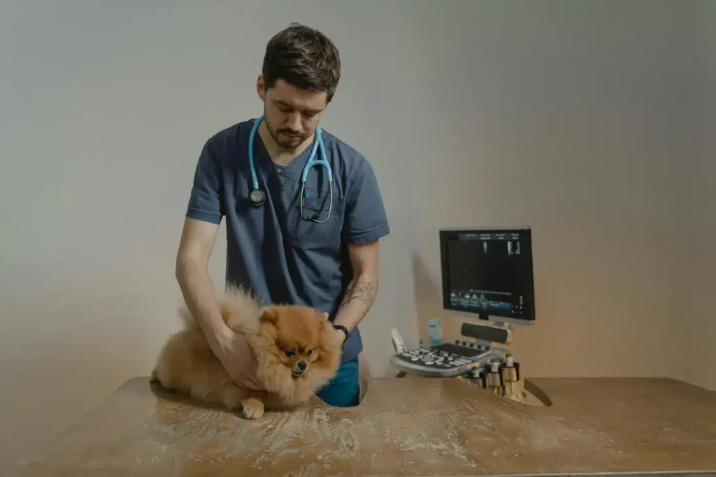 Curso de POCUS y Procedimientos Ecoguiados en Urgencias Veterinarias 1