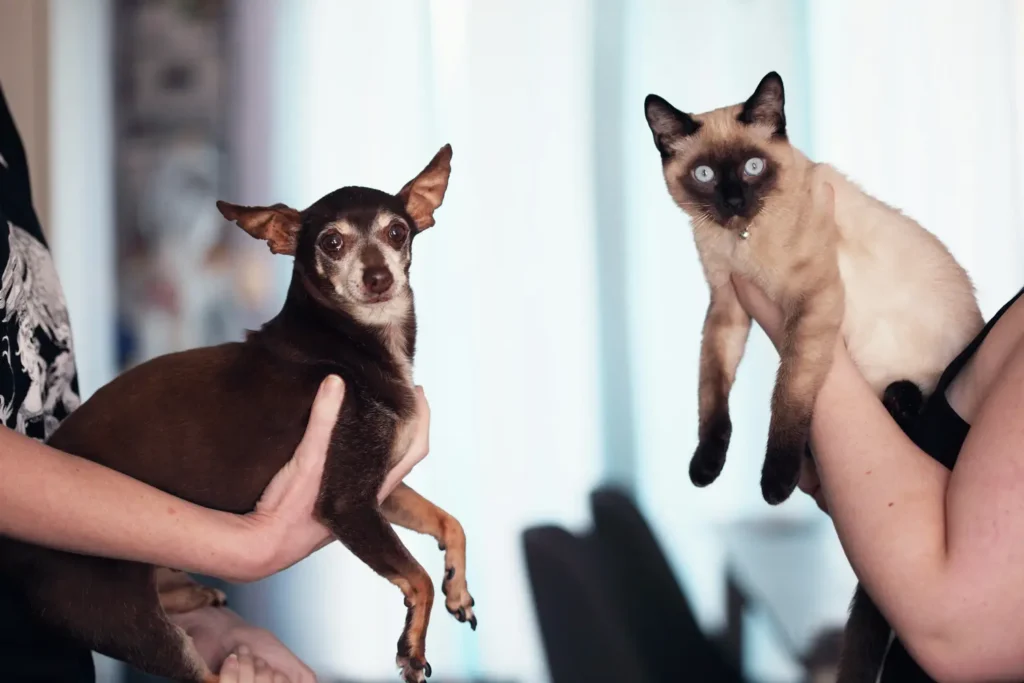 Diplomado en Dermatología Clínica y Otología en Pequeños Animales 2 1