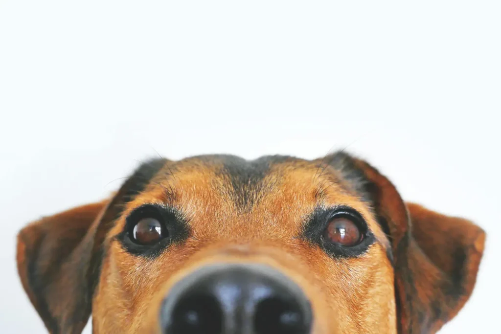 Diplomado en Dermatología Clínica y Otología en Pequeños Animales 2