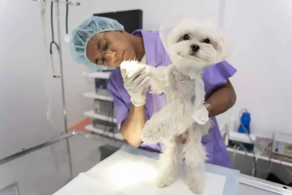 Maestría en Dermatología y Alergología Veterinaria 1