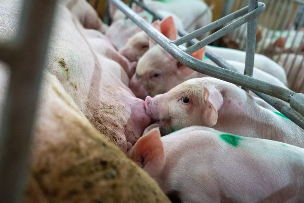 Diplomado en Medicina Veterinaria para Animales de Producción (Bovinos y Porcinos) 1