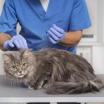 Cirugía y Anestesia Veterinaria