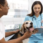 Diplomado en Atención Crítica Veterinaria Aplicada (ECCUCI)