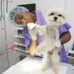 Maestría en Dermatología y Alergología Veterinaria 1