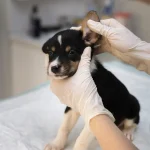 Curso sobre Otitis Crónica Refractaria: Vídeo-Otoscopia y Cirugía en Veterinaria