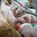 Diplomado en Medicina Veterinaria para Animales de Producción (Bovinos y Porcinos) 1